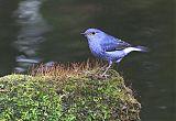 Plumbeous Redstartborder=